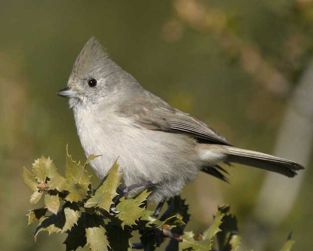 Juniper Titmouse