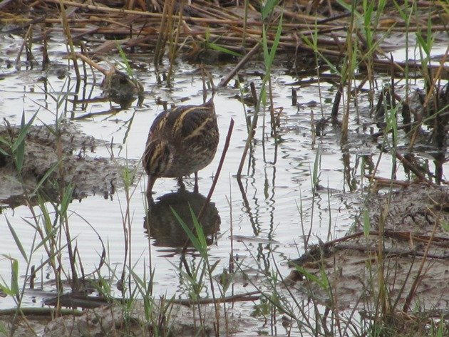 jack-snipe