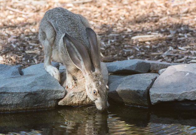 Jack Rabbit