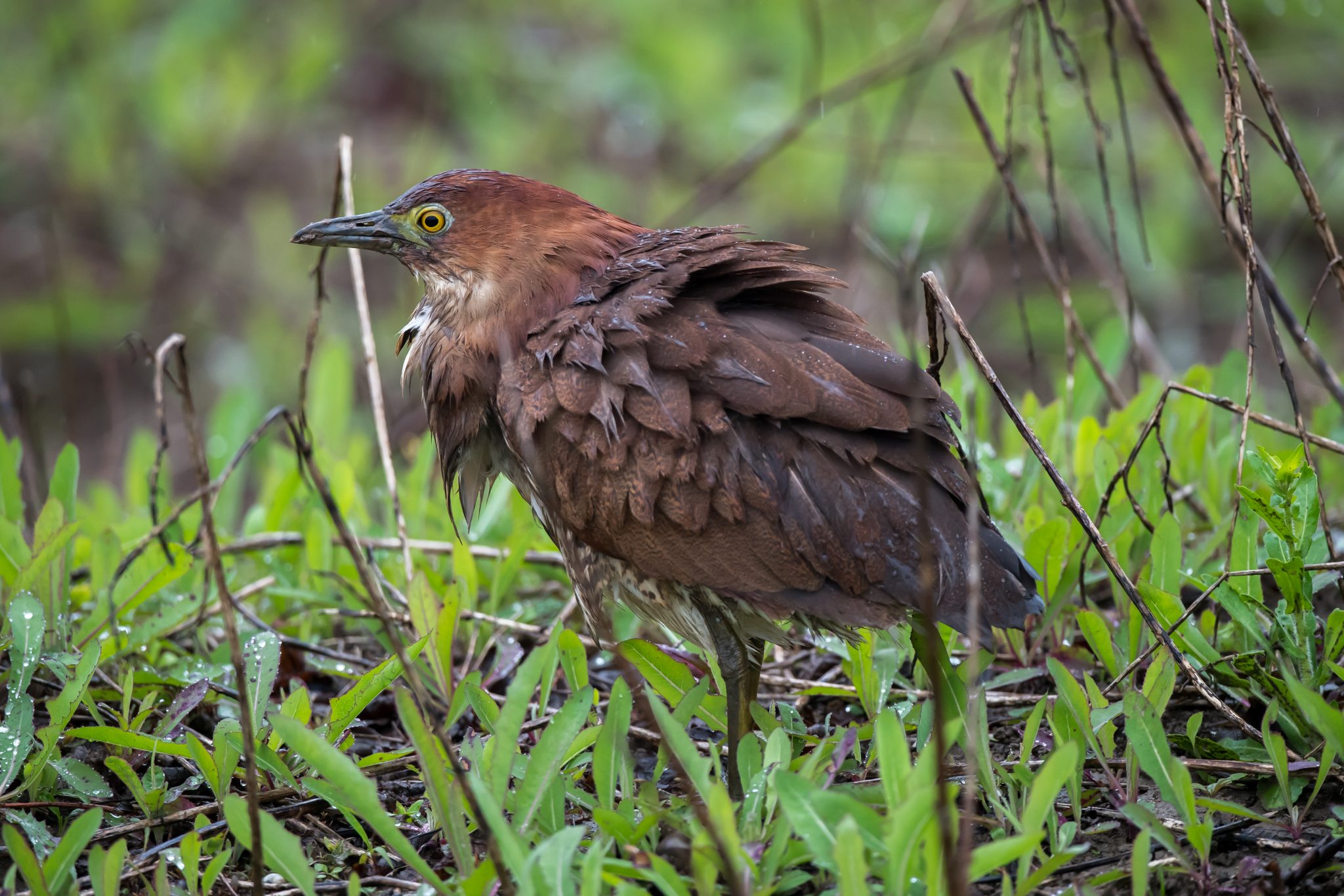 Japanese Night Heron in Shanghai 10,000 Birds