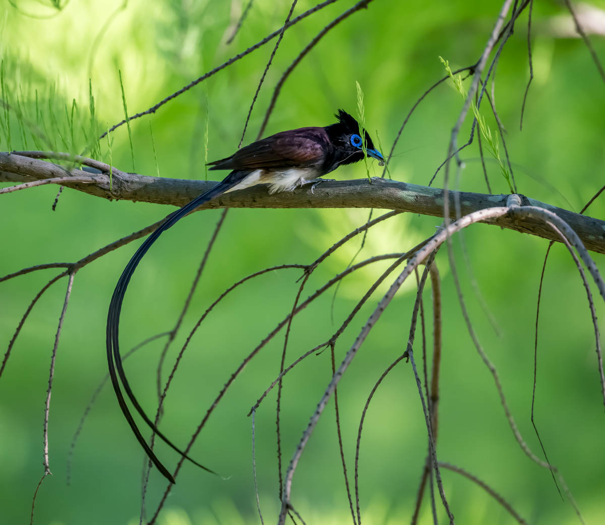 Japanese Paradise Flycatcher In Shanghai 10000 Birds