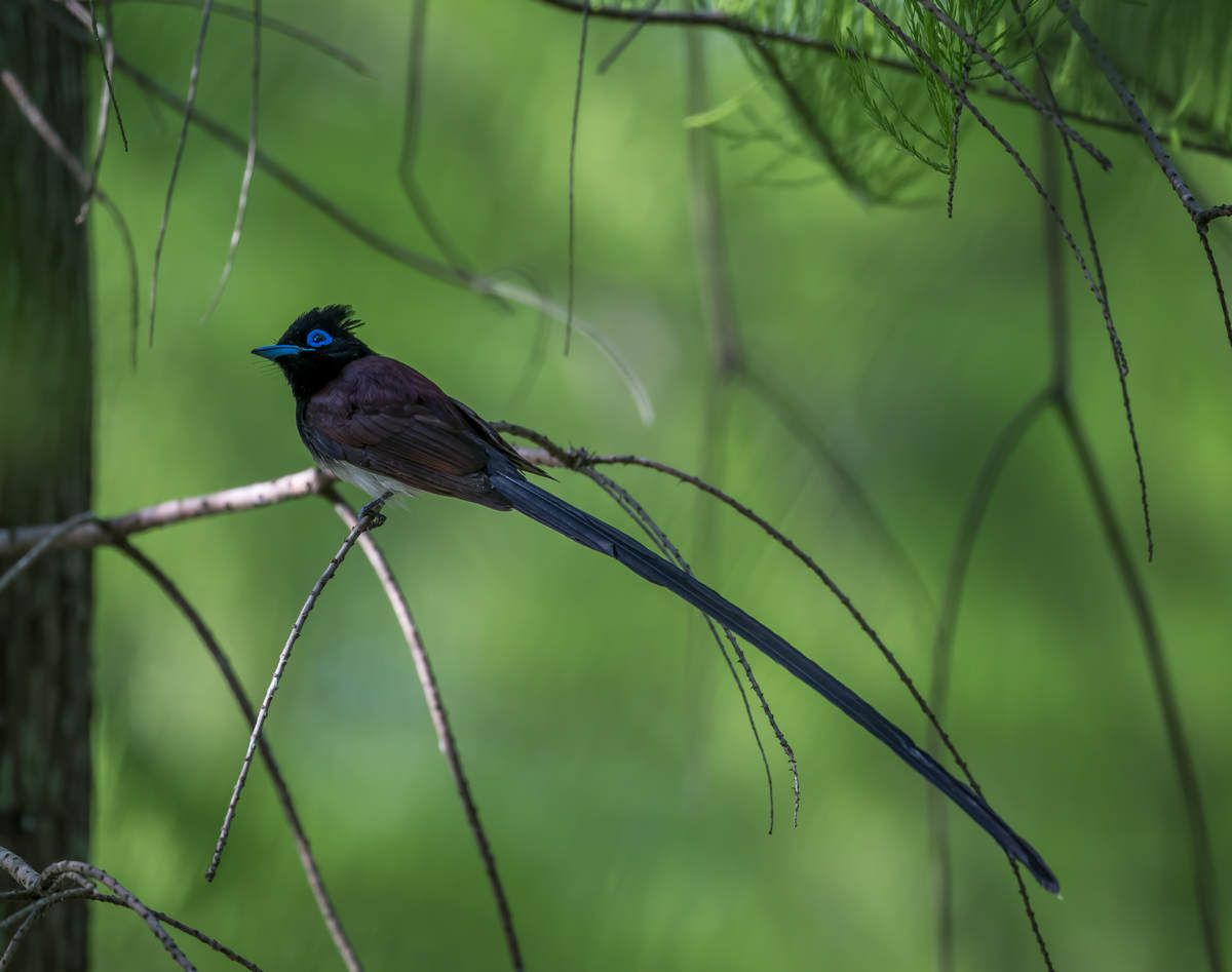 Japanese Paradise Flycatcher In Shanghai