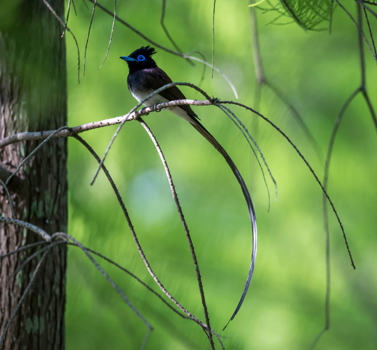 Japanese Paradise Flycatcher In Shanghai 10000 Birds