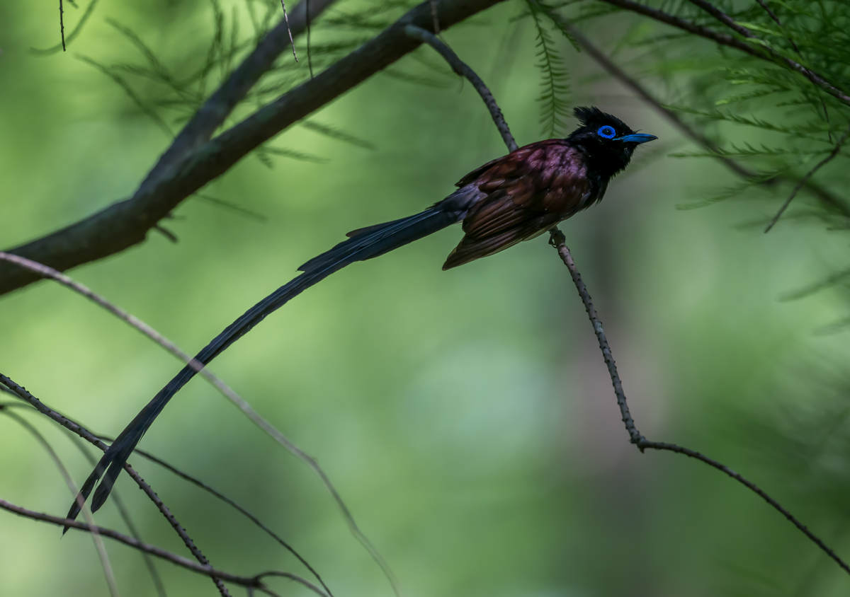Japanese Paradise Flycatcher In Shanghai 10000 Birds