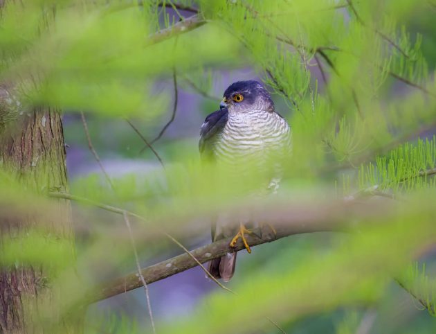 Animalstuffstore Japanese-Sparrowhawk_DSC9476_Nanhui_Apr-27-2023_Nanhui_Apr-27-2023-630x482 Birding Shanghai in April 2023 – 10,000 Birds Bird  