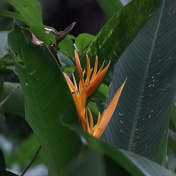 Animalstuffstore Jungle-flowers-2 Lastly, the Rainforest – 10,000 Birds Bird  