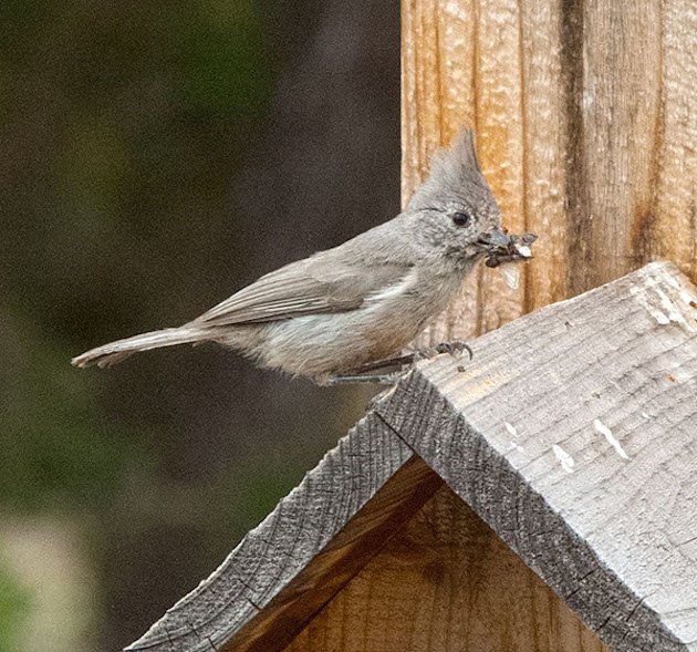 Juniper Titmouse courtesy of TJfromAZ (CC) on Flickr