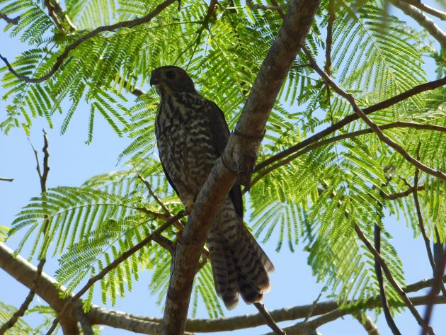 Animalstuffstore Juvenile-Brown-Goshawk-2 Broome’s Poinciana bushes – 10,000 Birds Bird  