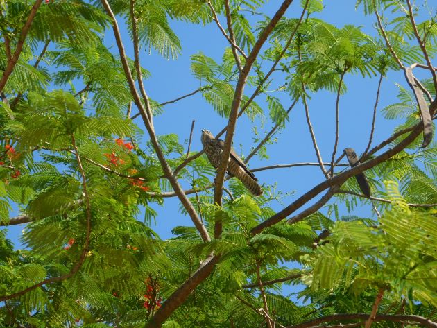 Animalstuffstore Juvenile-Brown-Goshawk-3 Broome’s Poinciana bushes – 10,000 Birds Bird  