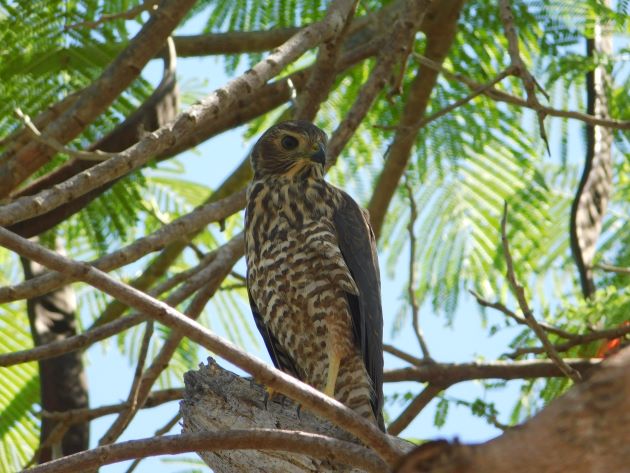Animalstuffstore Juvenile-Brown-Goshawk Broome’s Poinciana bushes – 10,000 Birds Bird  
