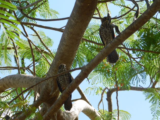 Animalstuffstore Juvenile-Brown-Goshawks Broome’s Poinciana bushes – 10,000 Birds Bird  
