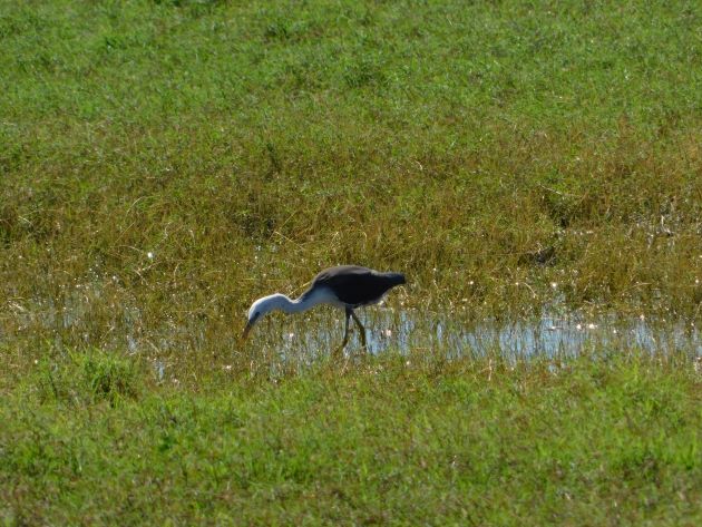 Animalstuffstore Juvenile-Pied-Heron Floodwaters receding throughout Roebuck Plains – 10,000 Birds Bird  