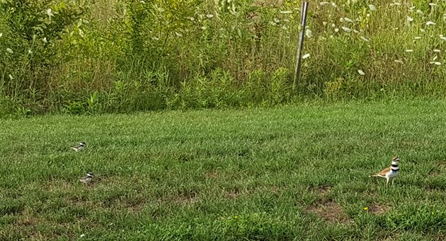 Killdeer chicks