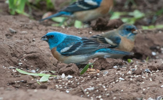 Lazuli Bunting Male