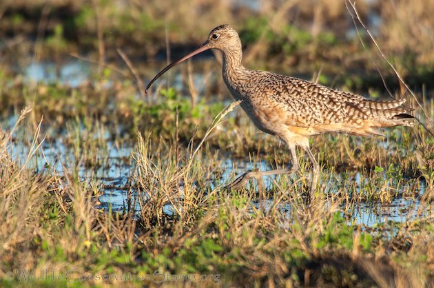 Long-billed Curlew