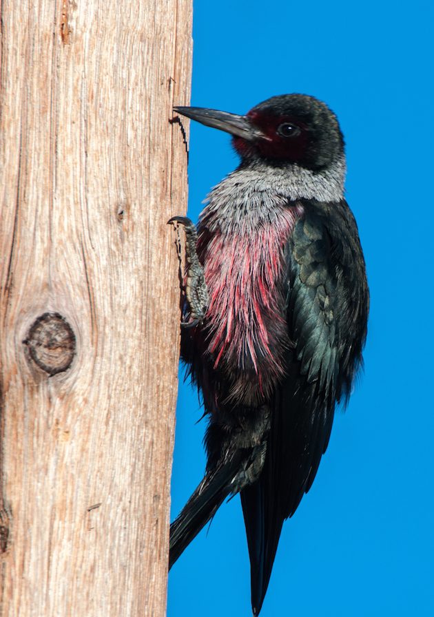 Lewis's Woodpecker