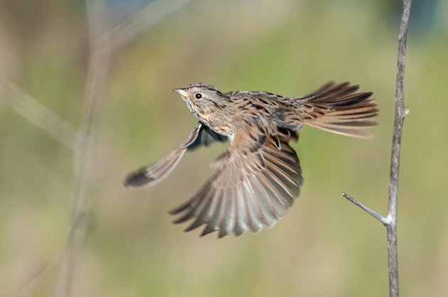 Lincoln Sparrow