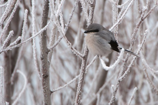 Northern Shrike