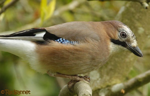 lsn-26apr16-eurasian-jay-04