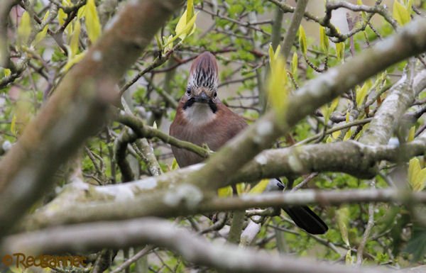 lsn-26apr16-eurasian-jay-06