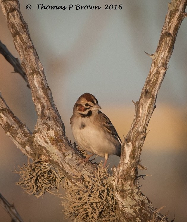 lark-sparrow