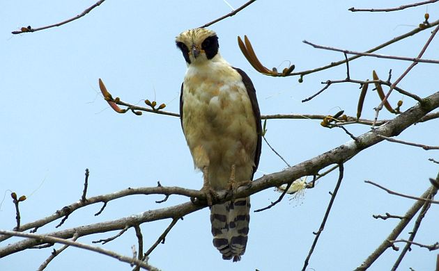 laughing-falcon