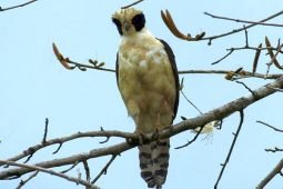Urban Nature Persists in San Joaquin, Heredia, Costa Rica, May 4th, 2021