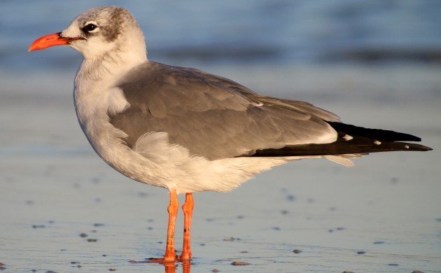 An Aberrant Laughing Gull with Orange Legs and Bill - 10,000 Birds