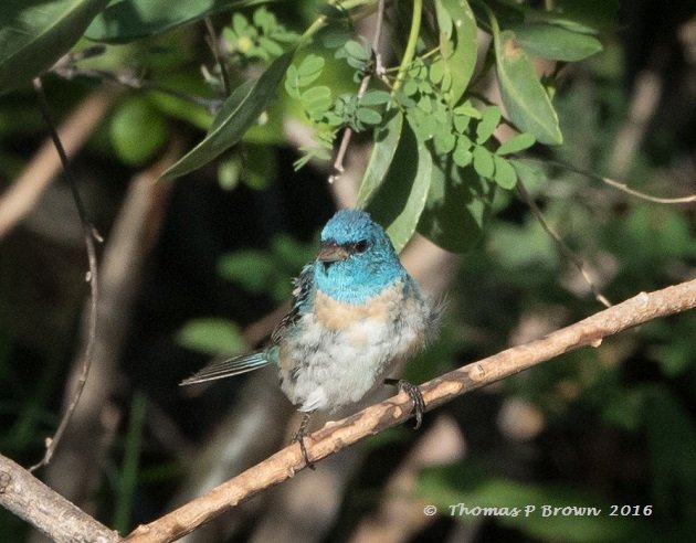 lazuli-bunting-1