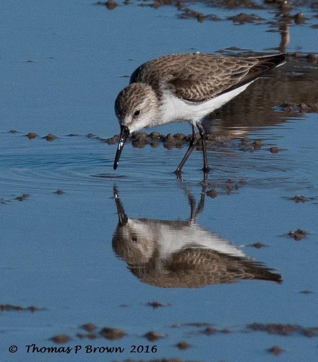 least-sandpiper