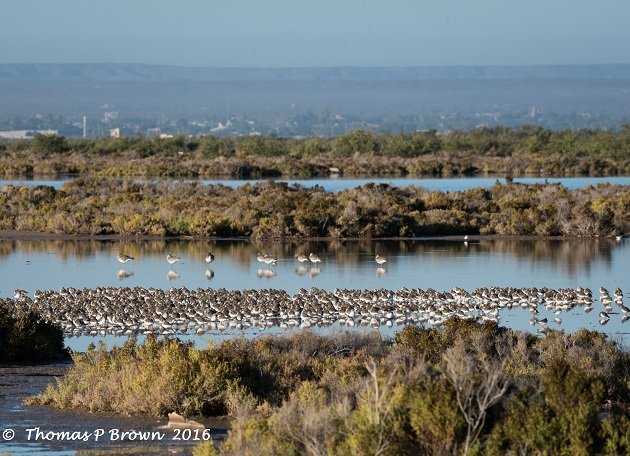 least-sandpipers