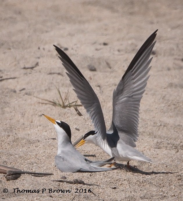 least-tern-nesting-site-3