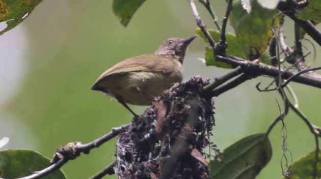 Lemon-bellied Crombec