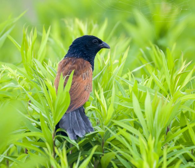 Animalstuffstore Lesser-Coucal_DSC0167_Fengxian_Jun-16-2023-630x542 Birding Shanghai in June 2023 – 10,000 Birds Bird  