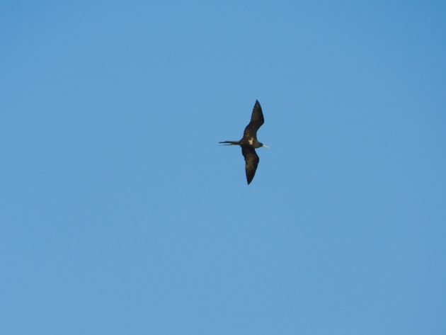 Animalstuffstore Lesser-Frigatebird-1-1 Marrul season in Broome – 10,000 Birds Bird  