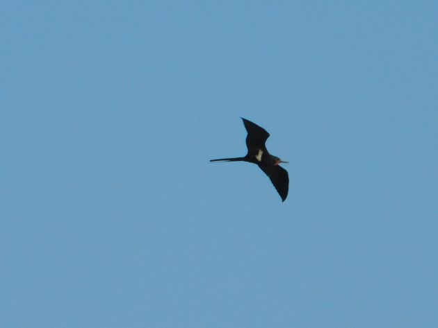 Animalstuffstore Lesser-Frigatebird-1 Marrul season in Broome – 10,000 Birds Bird  