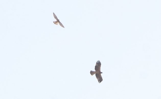 Animalstuffstore Lesser-Kestrel-and-Booted-Eagle-Palmones-October-2022-630x389 Again to Spain – 10,000 Birds Bird  