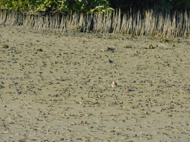 Animalstuffstore Lesser-Sand-Plover Marrul season in Broome – 10,000 Birds Bird  