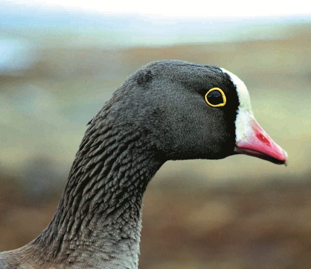 lesser-white-fronted-goose_ingar-oien