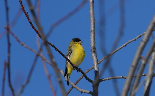 Lesser Goldfinch