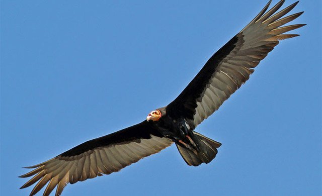 Lesser yellow-headed vulture