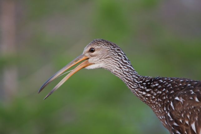 Head of a Limpkin