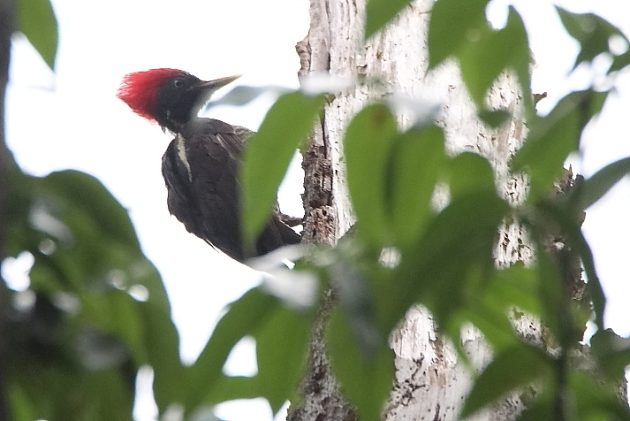 Animalstuffstore Lineated-Woodpecker-2-630x421 Lastly, the Rainforest – 10,000 Birds Bird  