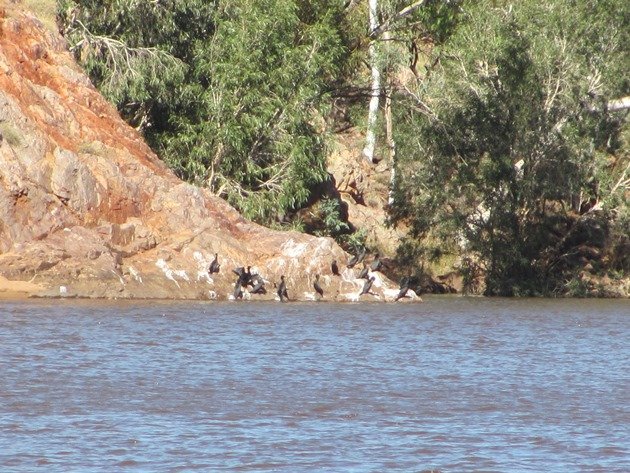 Little Black Cormorants