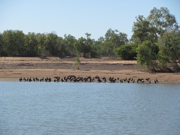 Little Black Cormorants