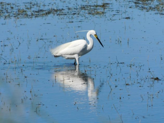 Animalstuffstore Little-Egret-6 Pure occasions in Broome – 10,000 Birds Bird  