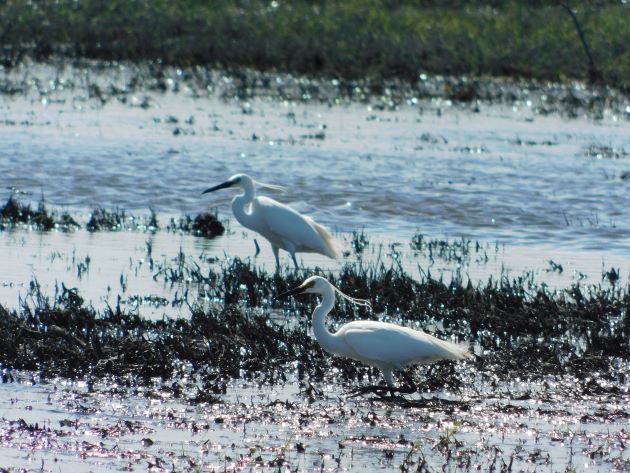 Animalstuffstore Little-Egrets-1-1 Egrets beside the freeway close to Broome – 10,000 Birds Bird  