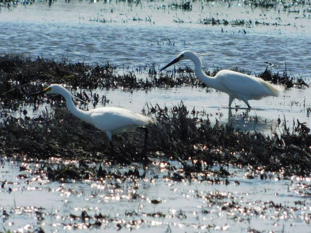 Animalstuffstore Little-Egrets-2-1 Egrets beside the freeway close to Broome – 10,000 Birds Bird  