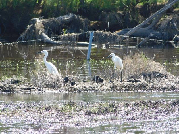 Animalstuffstore Little-Egrets-3 Egrets beside the freeway close to Broome – 10,000 Birds Bird  