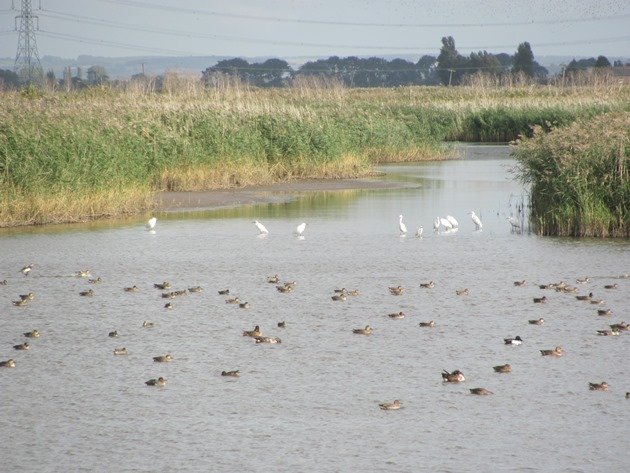 little-egrets-ducks